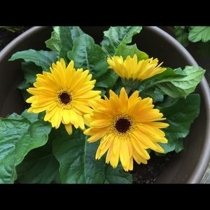 Meet your Posher, Mohan