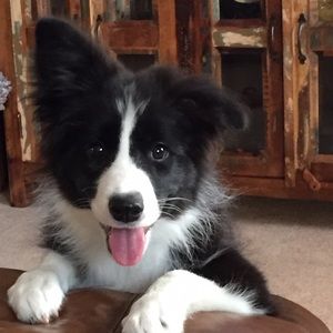 Meet your Posher, Amy