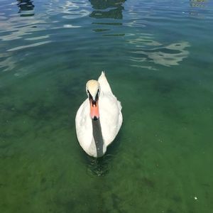 Meet your Posher, Mari