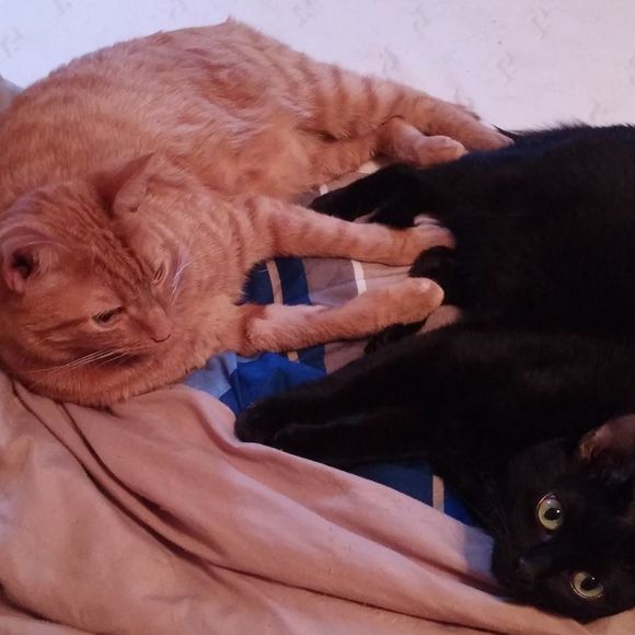 Meet your Posher, Bobbi