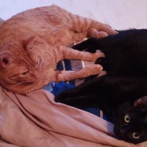 Meet your Posher, Bobbi