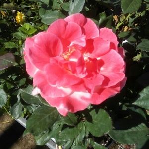 Meet your Posher, Sheila