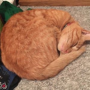 Meet your Posher, Mallory