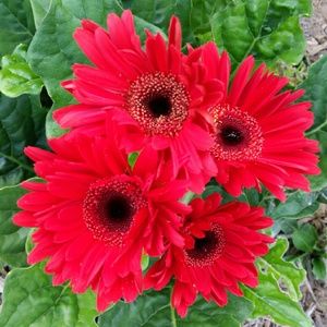 Meet your Posher, April