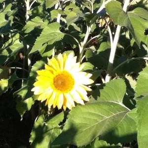 Meet your Posher, Ann