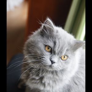 Meet your Posher, Donna