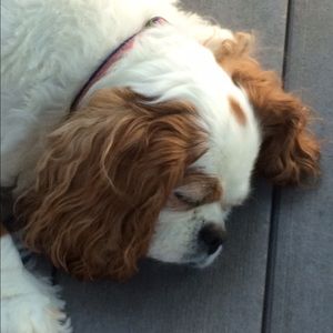 Meet your Posher, Jane