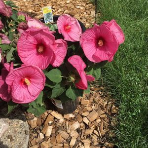 Meet your Posher, Arlyce