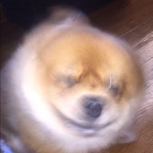 Meet your Posher, Mary