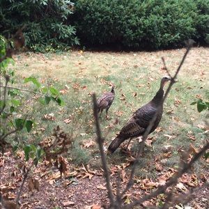 Meet your Posher, Chana