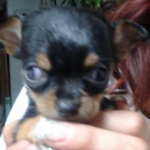 Meet your Posher, Terry