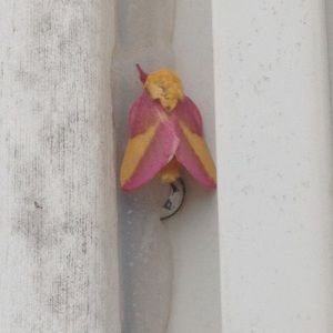 Meet your Posher, Cheyenne