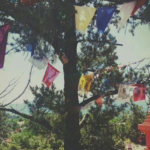 Meet your Posher, Traci