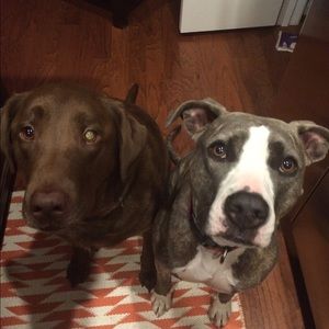 Meet your Posher, Sam