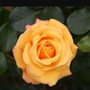 Meet your Posher, Reem