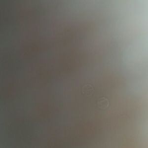 Meet your Posher, Kitty