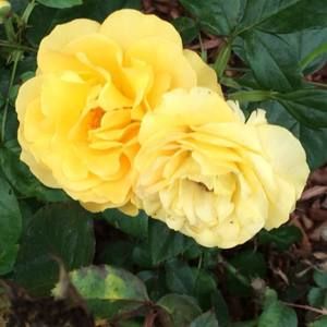 Meet your Posher, Sherry