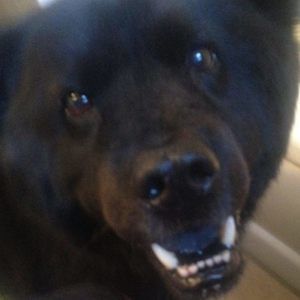 Meet your Posher, Sam