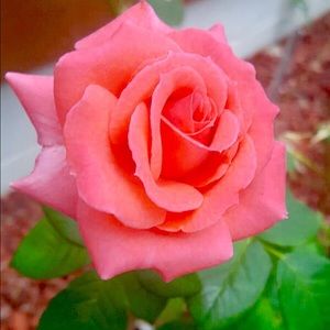 Meet your Posher, Mayra