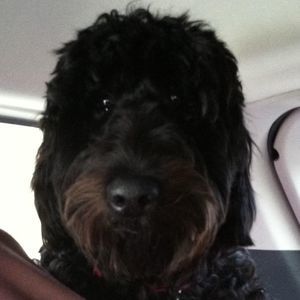 Meet your Posher, Dana