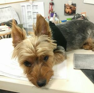 Meet your Posher, Megumi