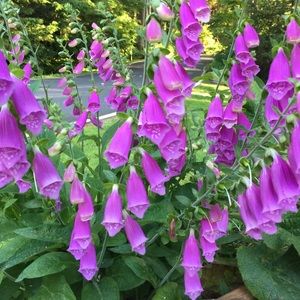 Meet your Posher, Debi