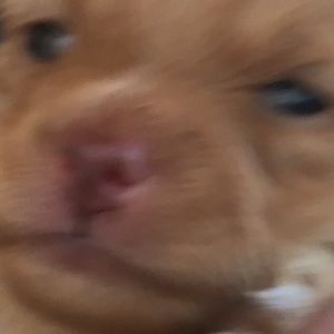 Meet your Posher, Carla