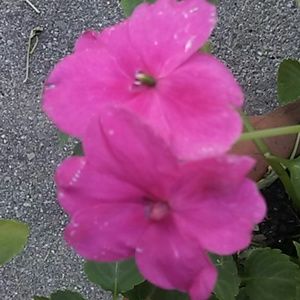 Meet your Posher, Jackie