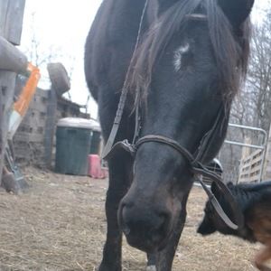 Meet your Posher, Hailey