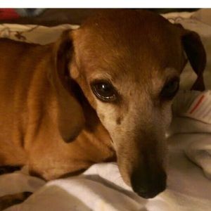 Meet your Posher, Robin