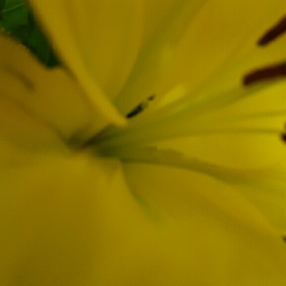 Meet your Posher, Dieya