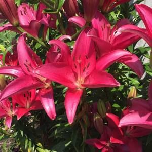 Meet your Posher, Debbie day