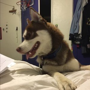 Meet your Posher, Quincy