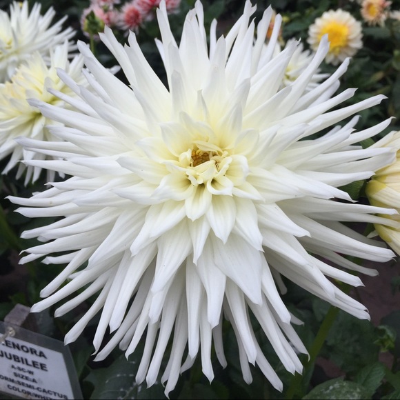 Meet your Posher, Laura - Picture 1 of 1