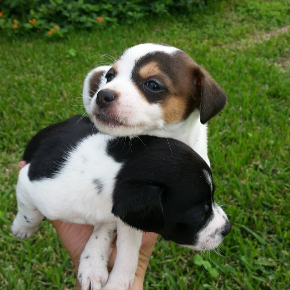 Meet your Posher, Carviex - Picture 4 of 6