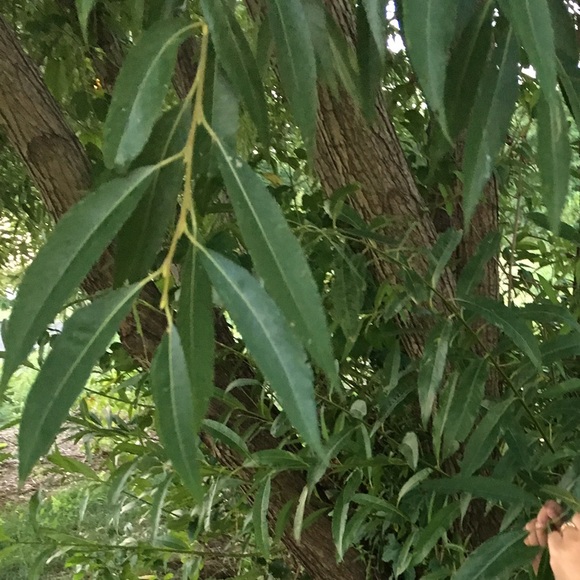 Meet your Posher, Ashly