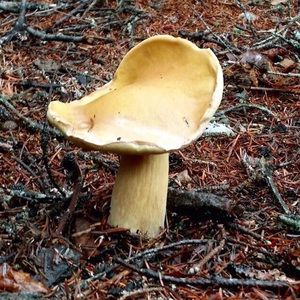 Meet your Posher, Maricella