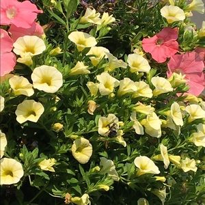 Meet your Posher, Charissa