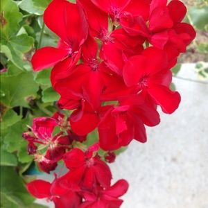 Meet your Posher, Barbara