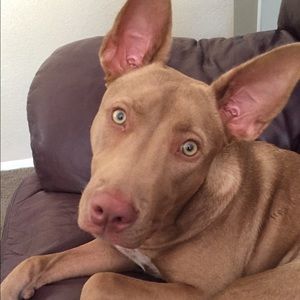 Meet your Posher, Sharon