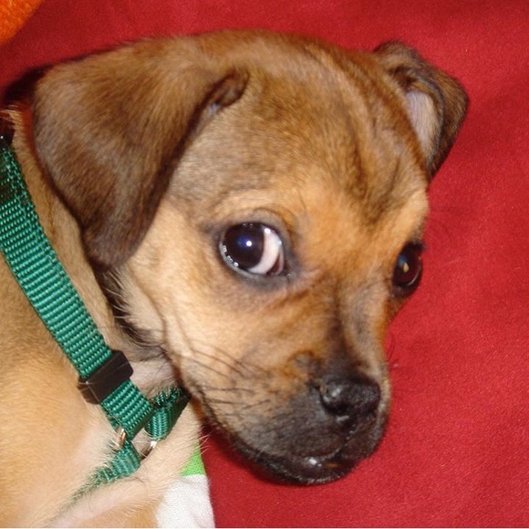 Meet your Posher, Greg