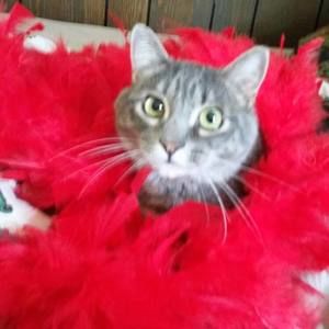 Meet your Posher, Amber