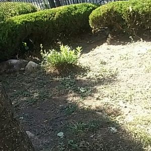 Meet your Posher, Isaiah