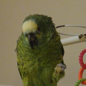 Meet your Posher, Virginia