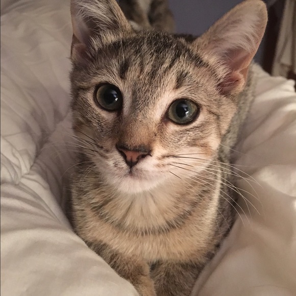 Meet your Posher, Laurel - Picture 1 of 1