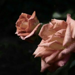 Meet your Posher, Aileen