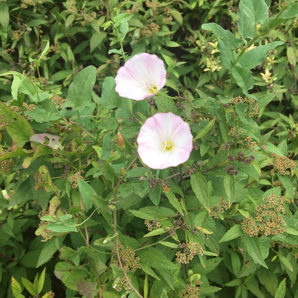 Meet your Posher, Seema