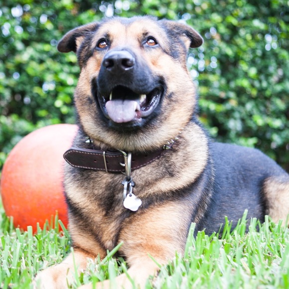 Meet your Posher, Yami - Picture 3 of 6