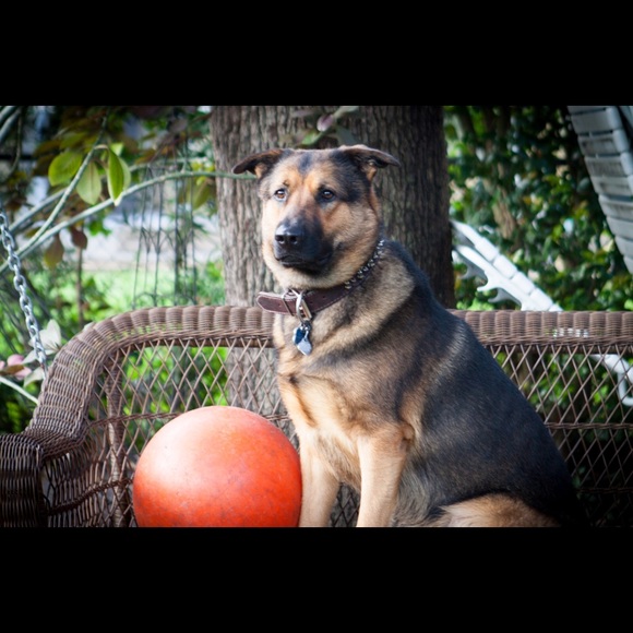 Meet your Posher, Yami - Picture 6 of 6