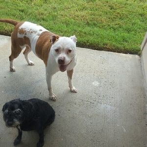 Meet your Posher, Jennie